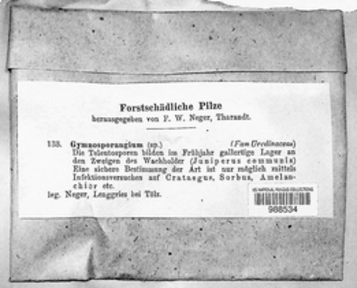 Gymnosporangium image